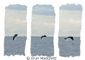 trying to fly. Sperm whale calf flexes its wings by Arun Madisetti 